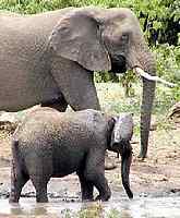 SAVE ELEPHANTS NOW